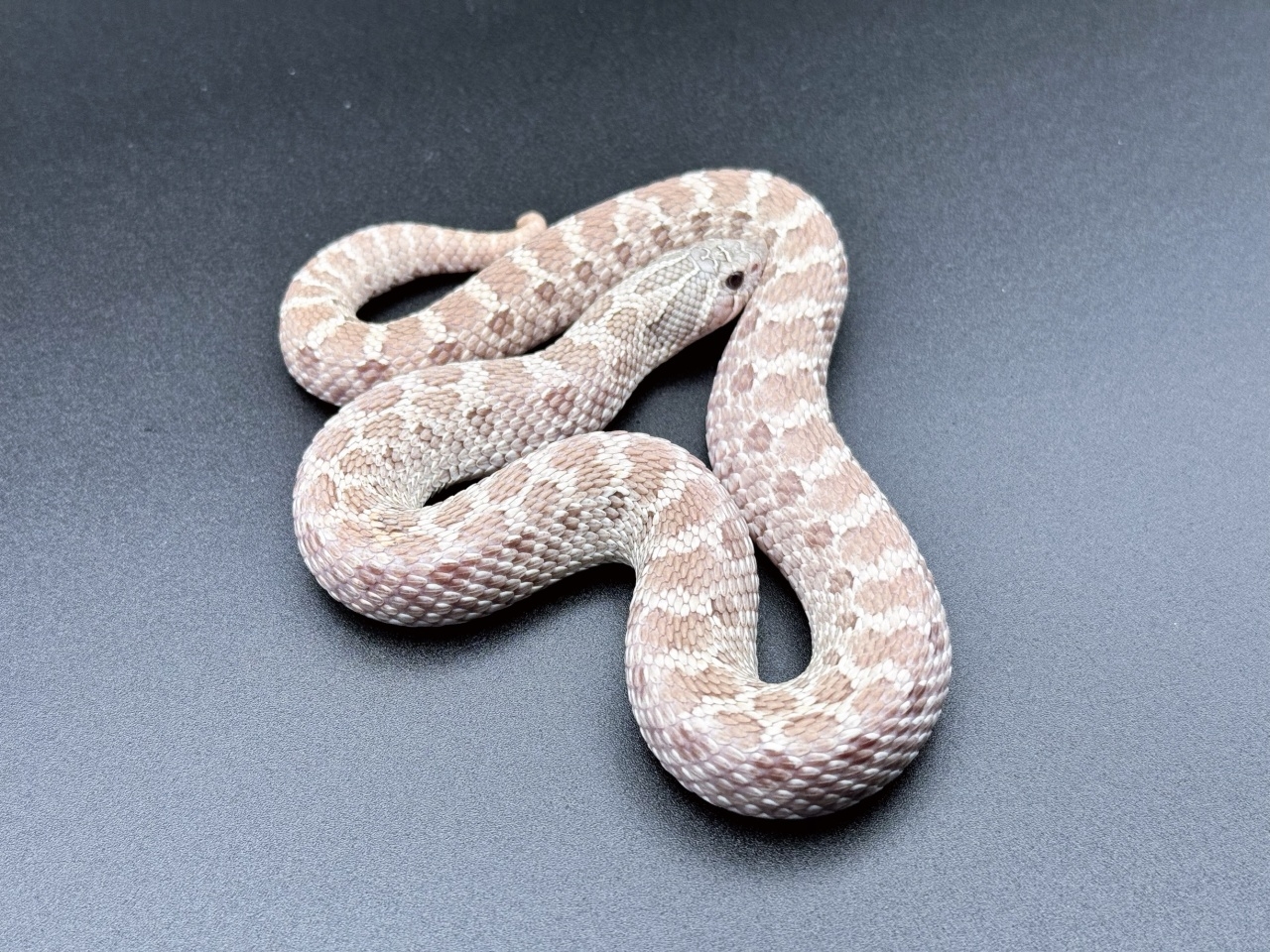 セイブシシバナヘビ（ラベンダー）(3)