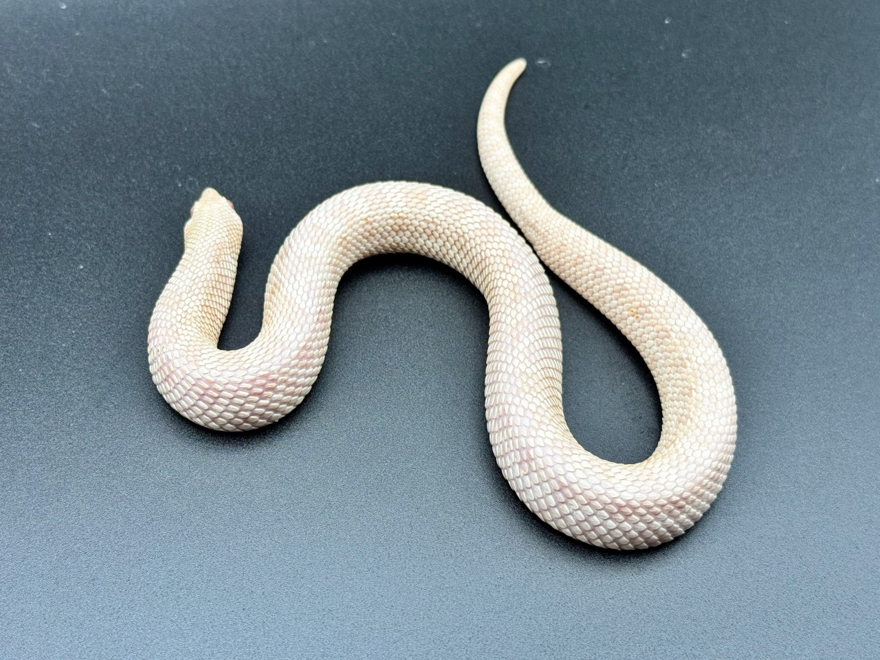 セイブシシバナヘビ（スノー）(4)