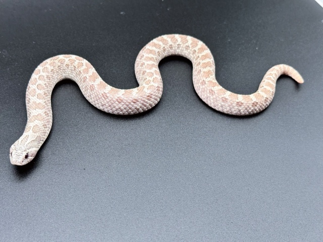 セイブシシバナヘビ（ラベンダー）