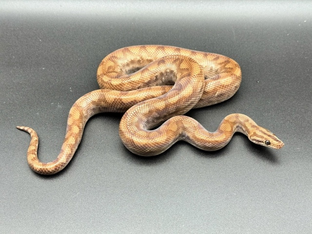 コロンビアレインボーボア　Ｂ