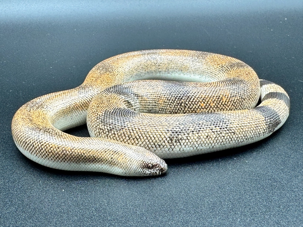 ジョニーサンドボア(2)