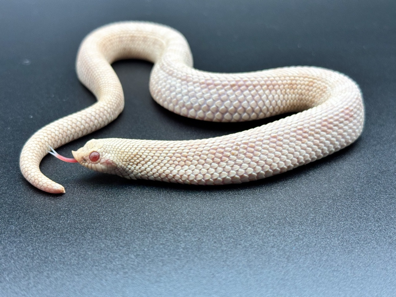 セイブシシバナヘビ（スノー）(2)