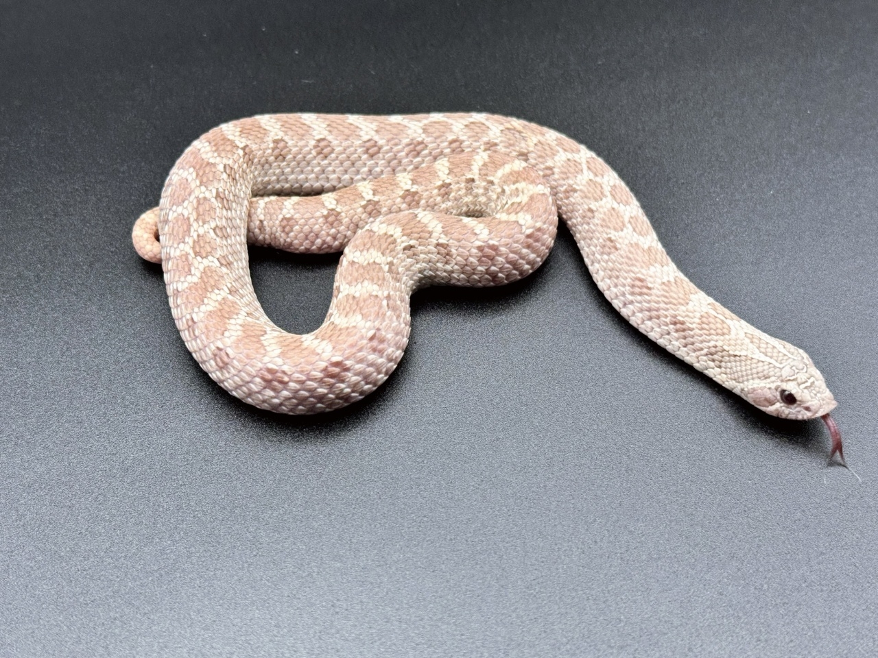 セイブシシバナヘビ（ラベンダー）(4)