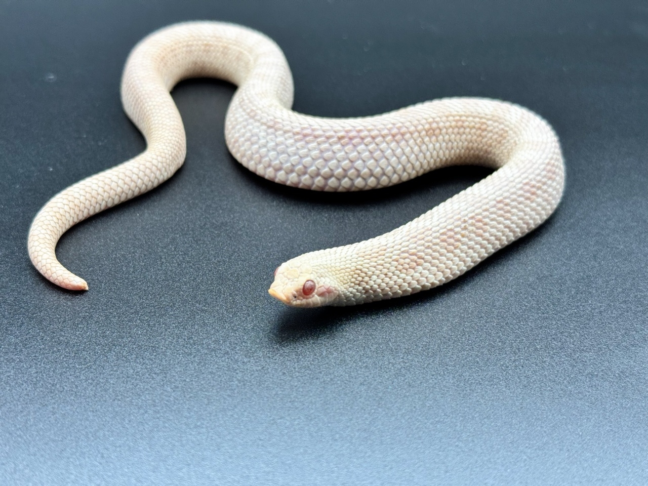 セイブシシバナヘビ（スノー）(3)