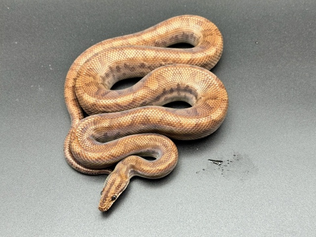 コロンビアレインボーボア　Ｃ