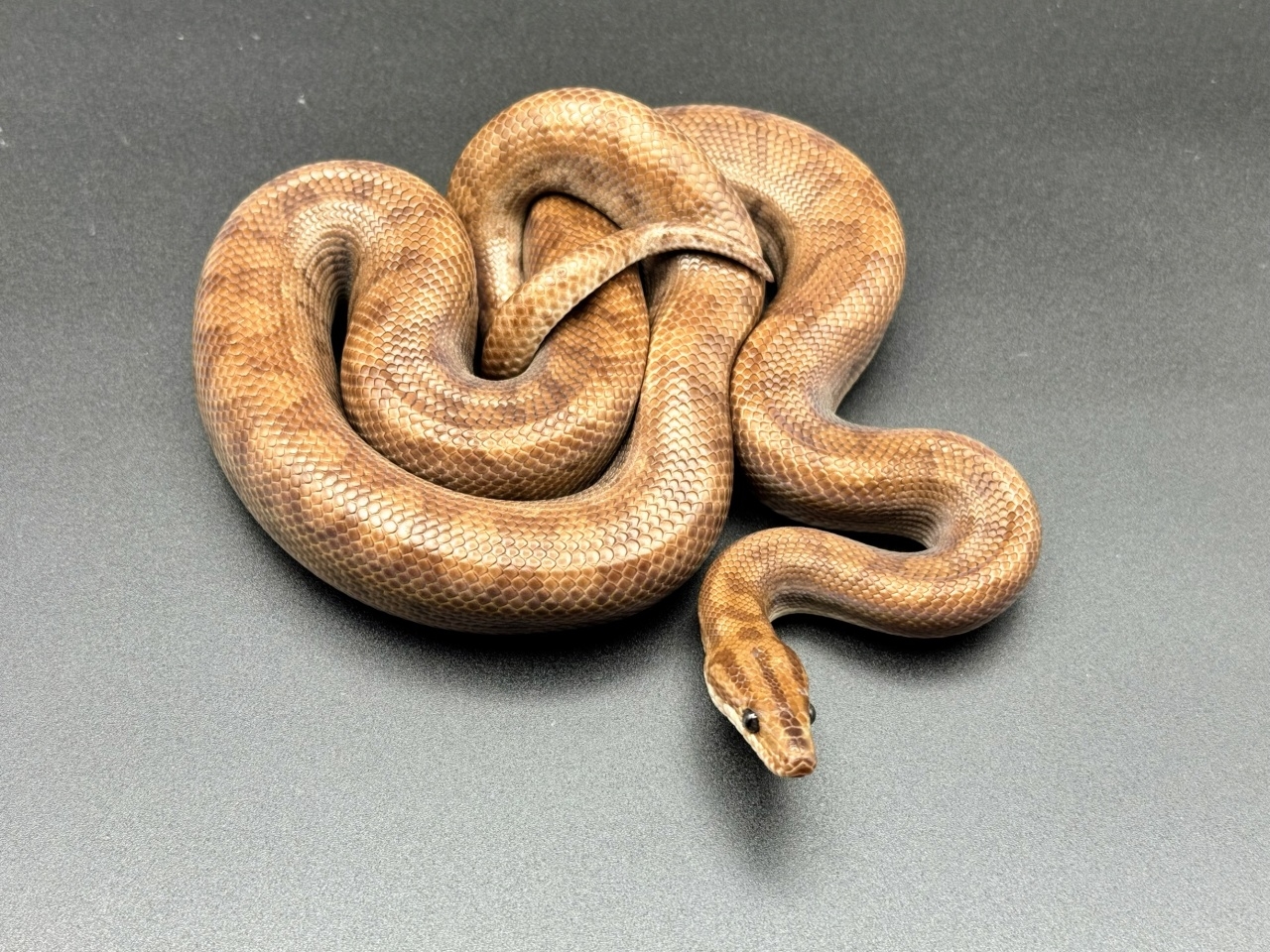 コロンビアレインボーボア　Ａ(1)