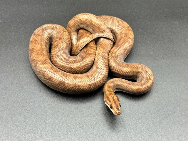 コロンビアレインボーボア　Ａ