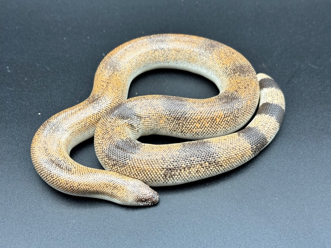 ジョニーサンドボア(1)