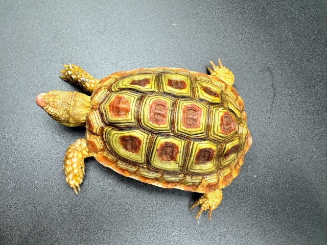 オウムヒラセリクガメ