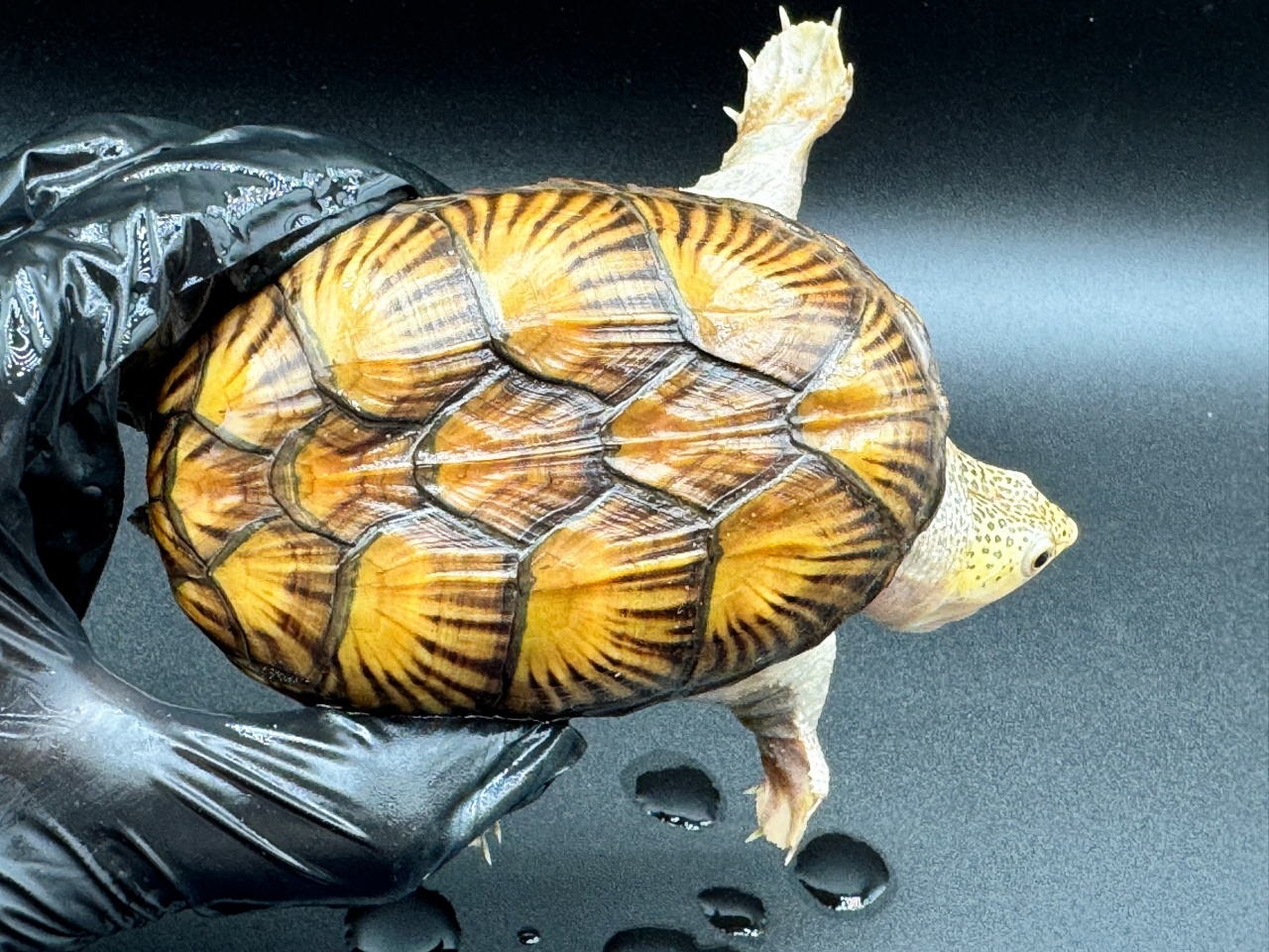 ハラガケガメ　Ｕ(1)