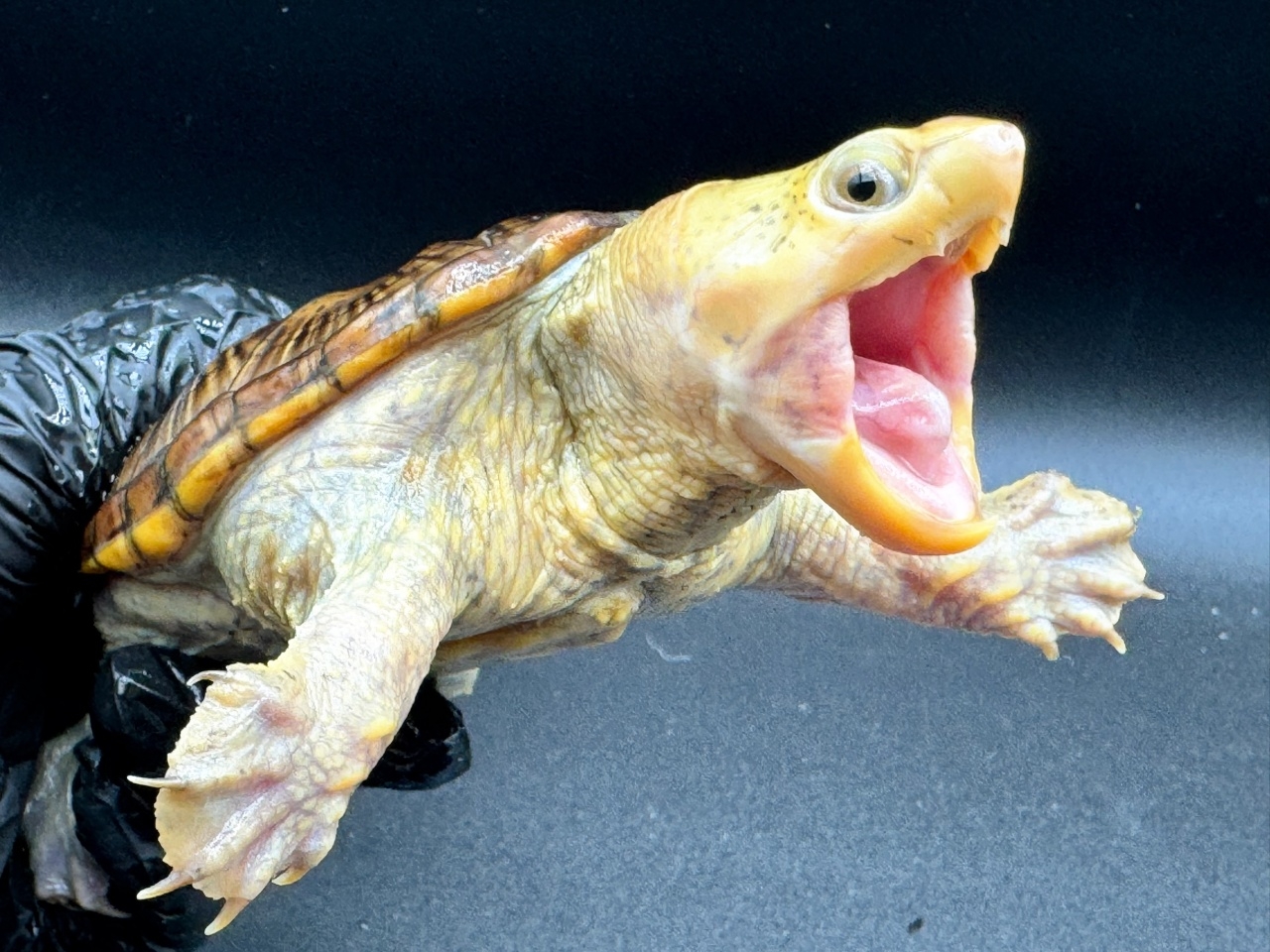 ハラガケガメ　Ｄ(3)