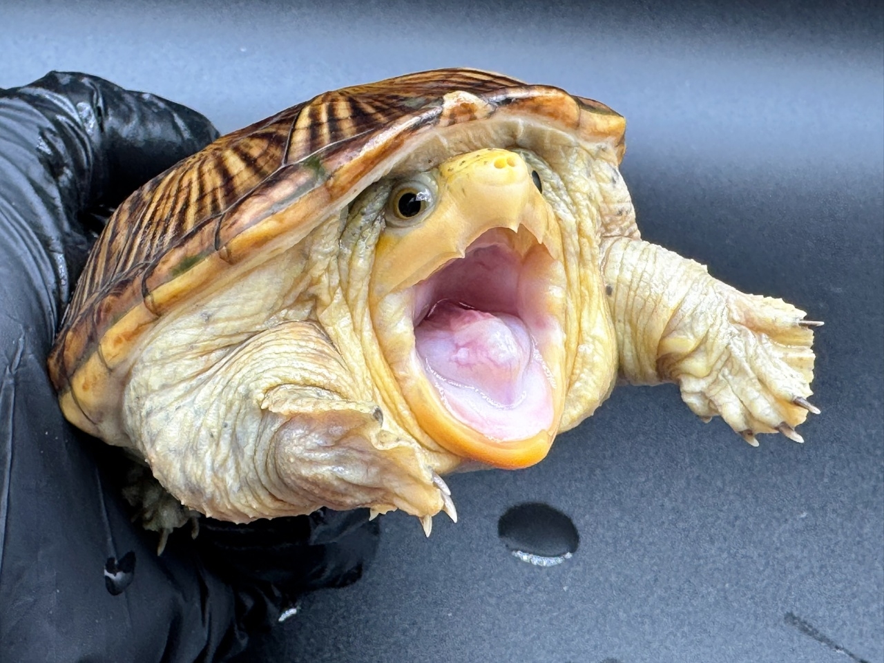 ハラガケガメ　Ｎ(3)