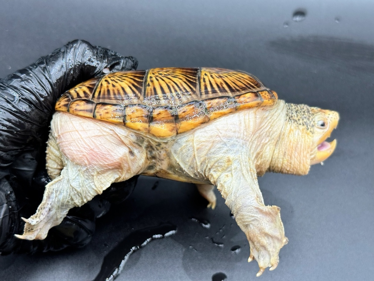 ハラガケガメ　Ｖ(2)