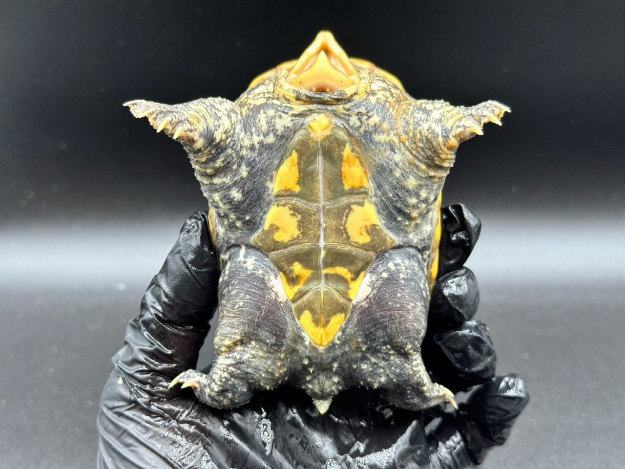 ハラガケガメ　Ｅ(4)