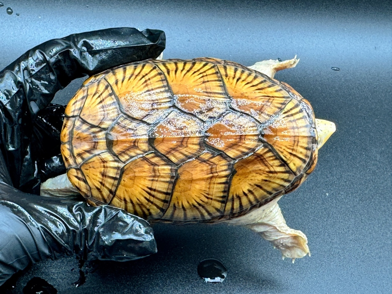 ハラガケガメ　Ｓ(1)