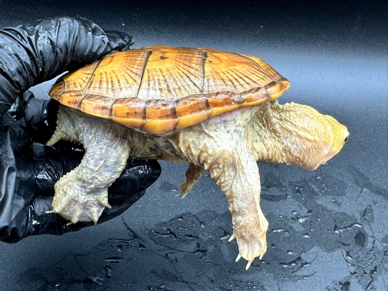 ハラガケガメ　Ｐ(2)