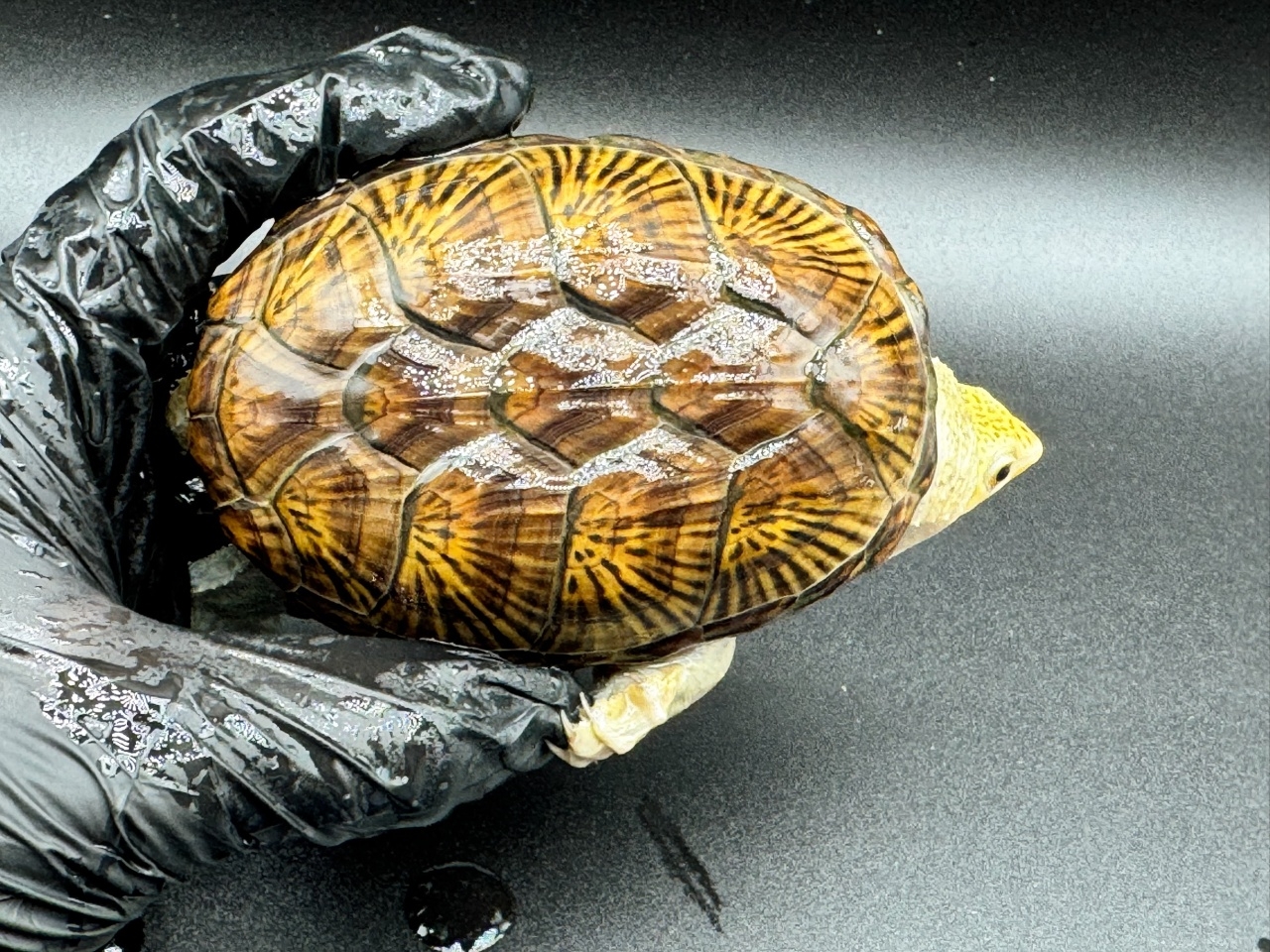 ハラガケガメ　Ｘ(1)