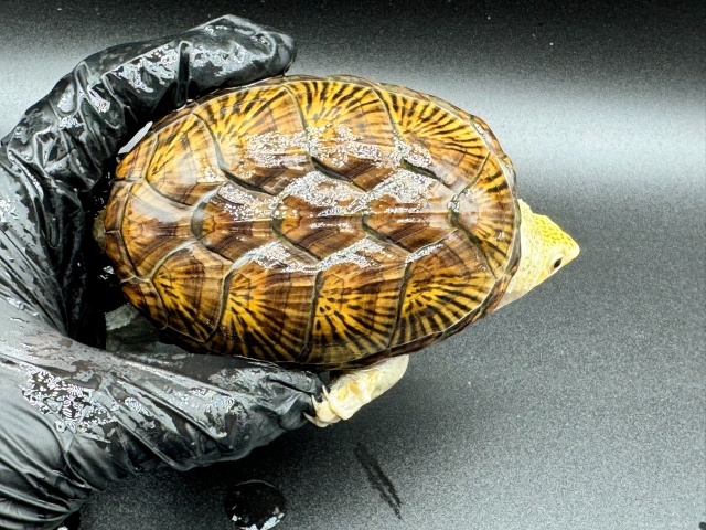 ハラガケガメ　Ｘ