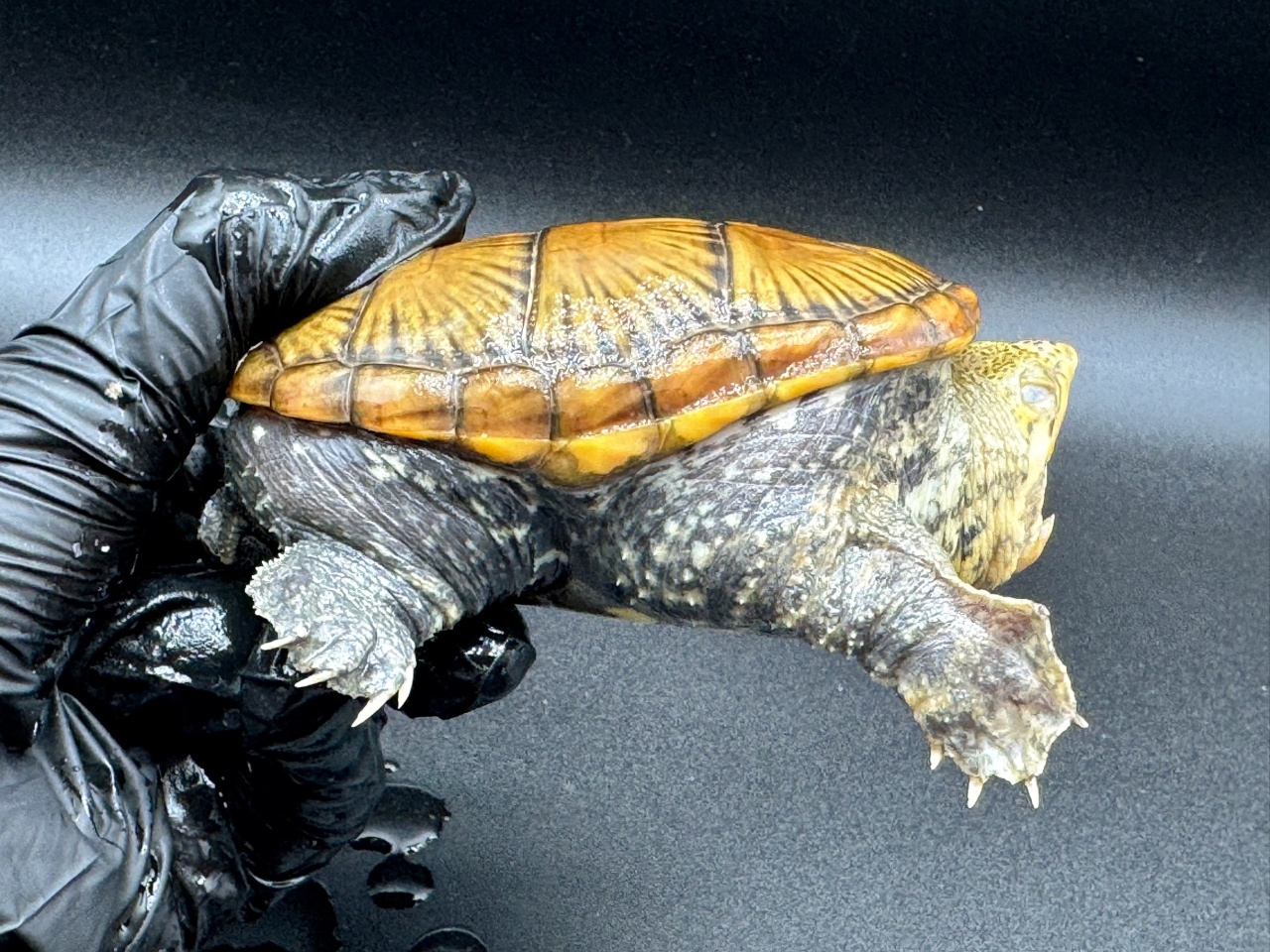 ハラガケガメ　Ｅ(2)