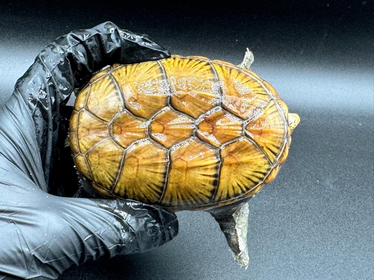 ハラガケガメ　Ｅ(1)