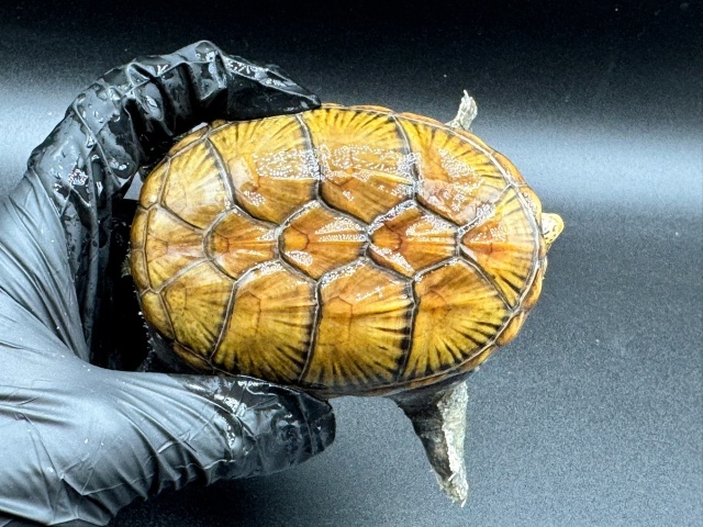 ハラガケガメ　Ｅ