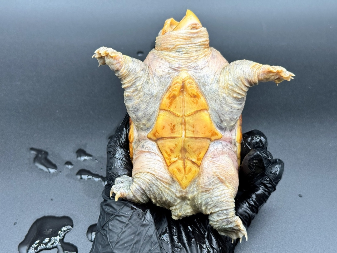 ハラガケガメ　Ｑ(4)