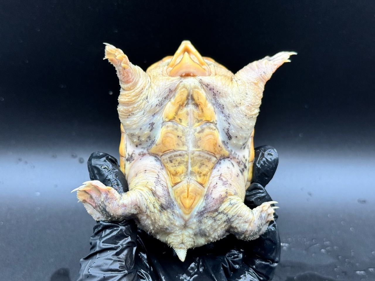 ハラガケガメ　Ｒ(4)