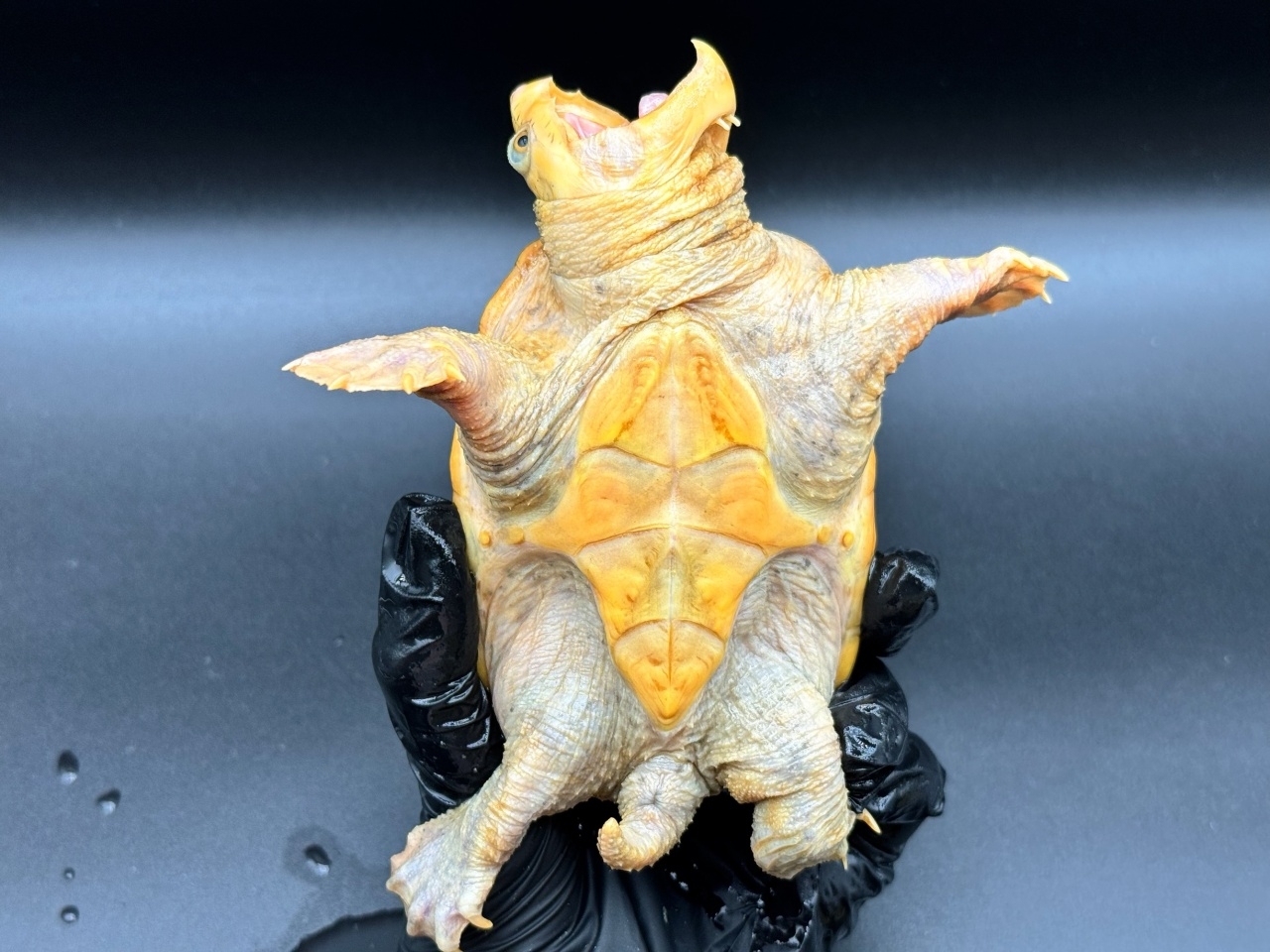 ハラガケガメ　Ｅ(4)