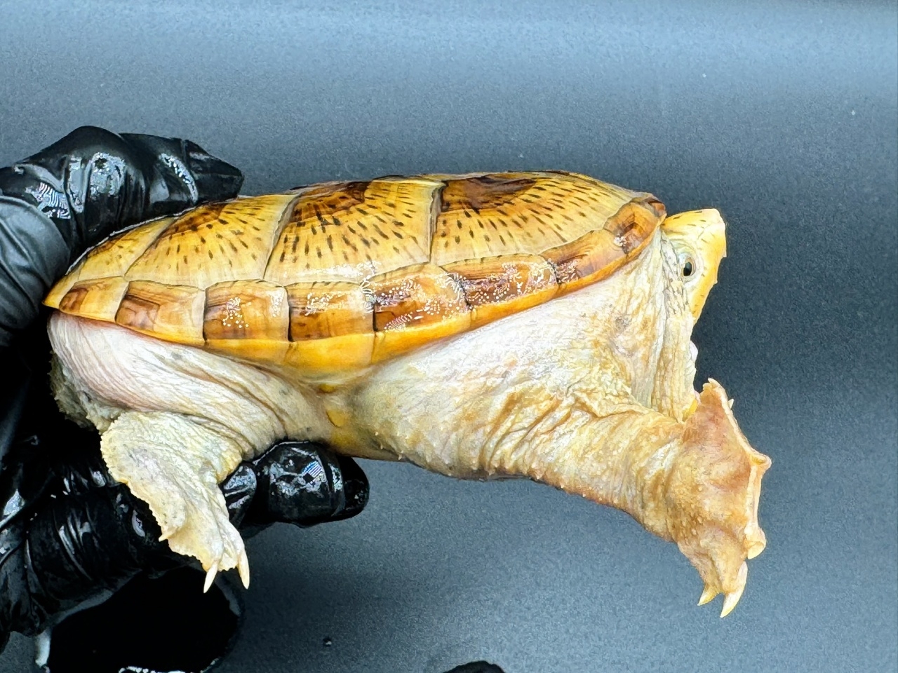 ハラガケガメ　Ｅ(2)