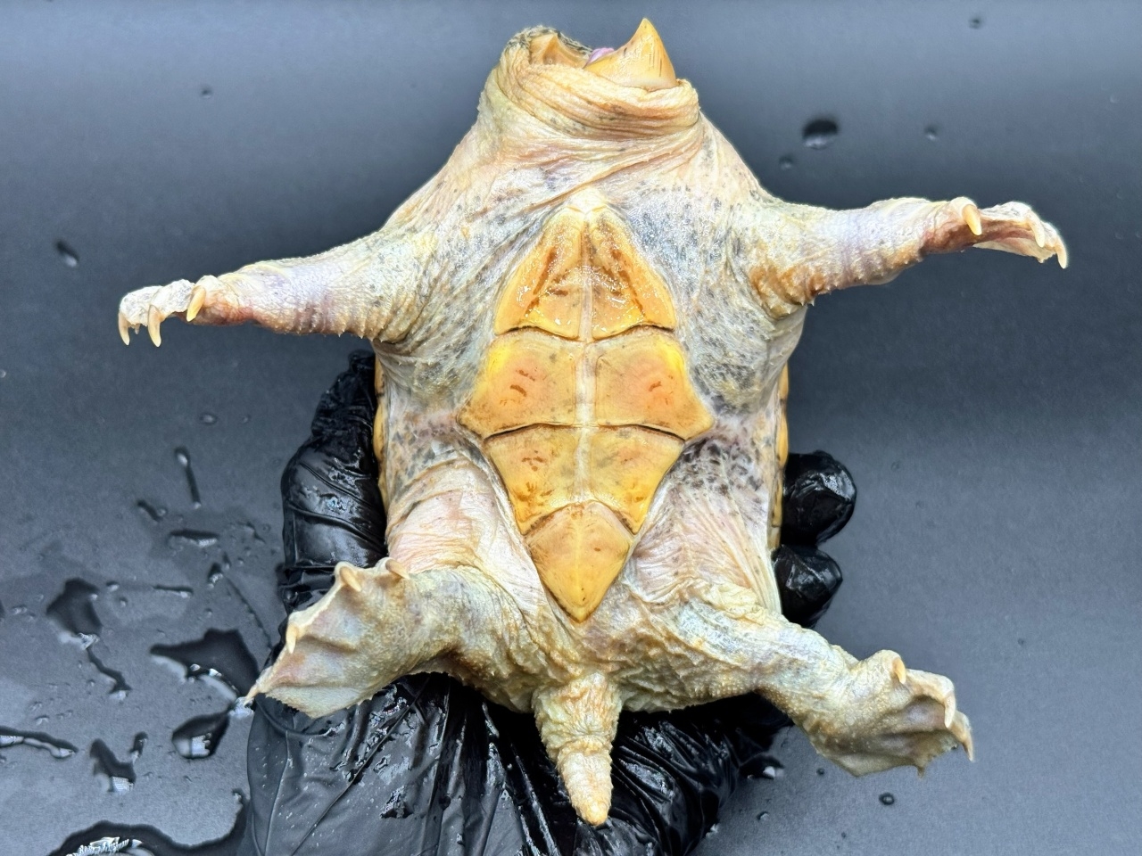 ハラガケガメ　Ｖ(4)