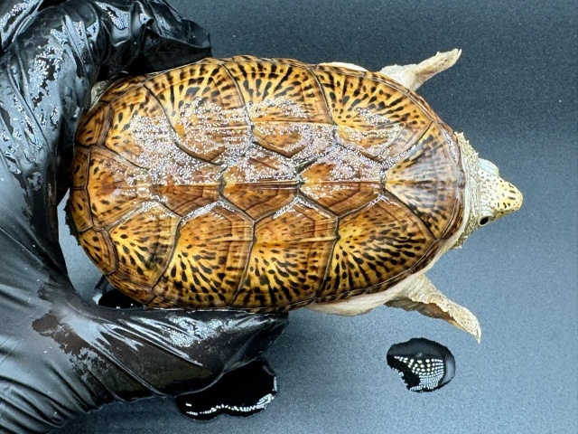 ハラガケガメ　Ｄ