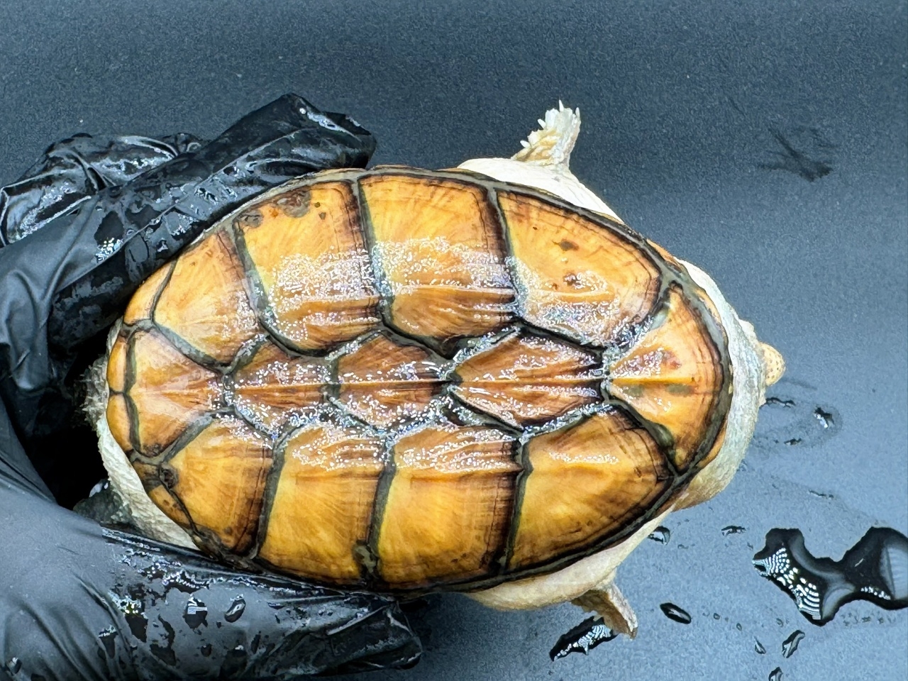 ハラガケガメ　Ｌ(1)