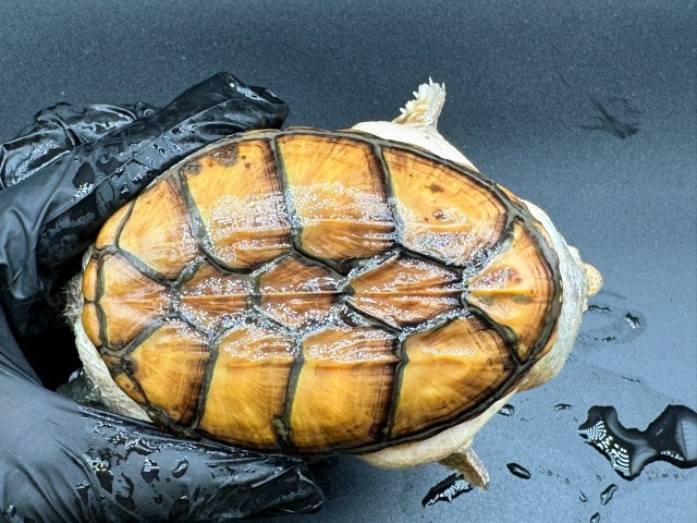 ハラガケガメ　Ｌ