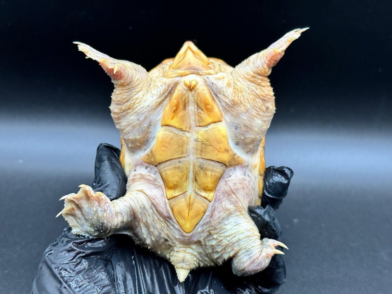 ハラガケガメ　Ｋ(4)