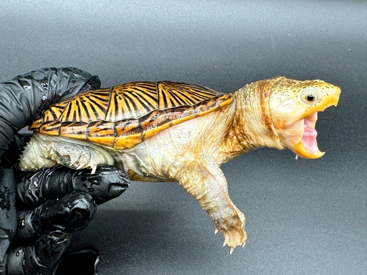 ハラガケガメ　Ｉ(2)