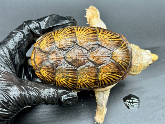 ハラガケガメ　Ｈ