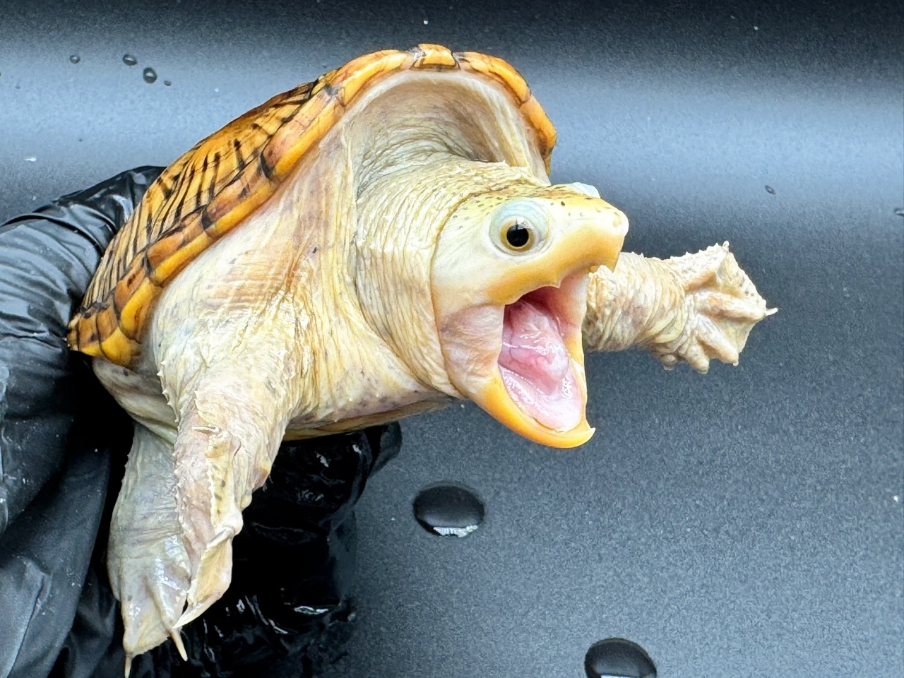 ハラガケガメ　Ｓ(3)