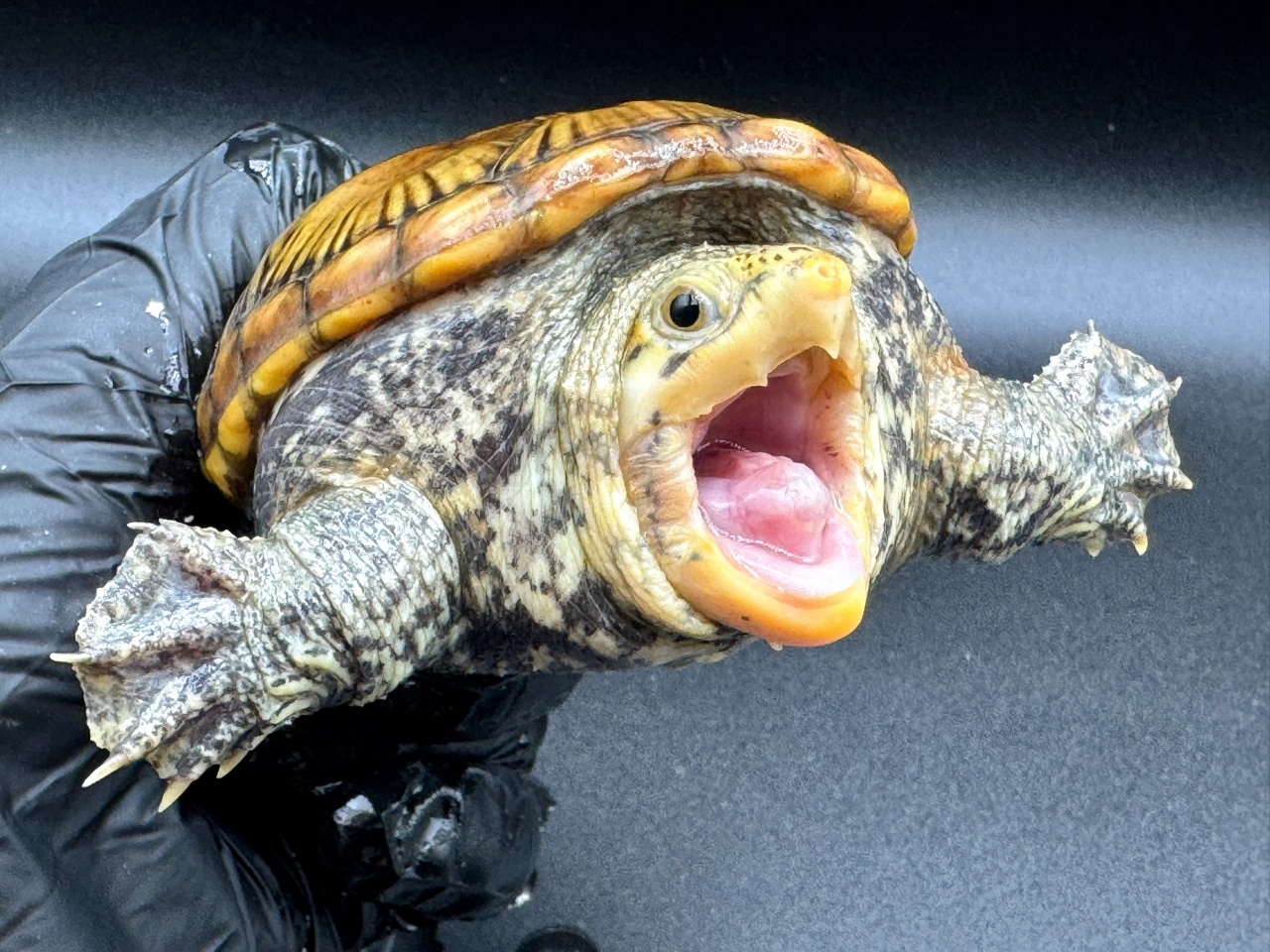 ハラガケガメ　Ｅ(3)