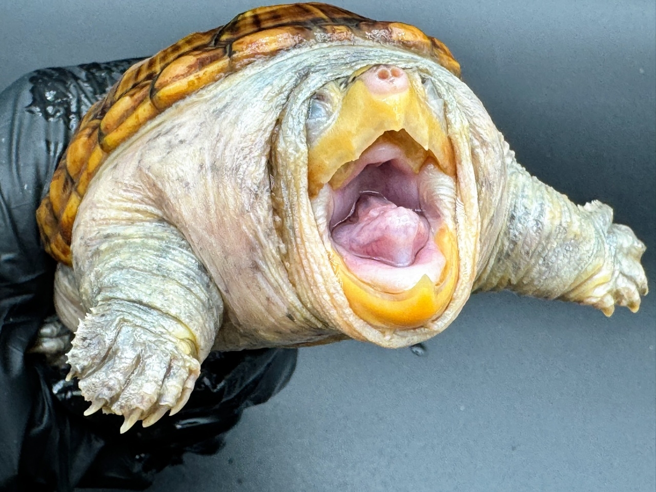 ハラガケガメ　Ｑ(3)