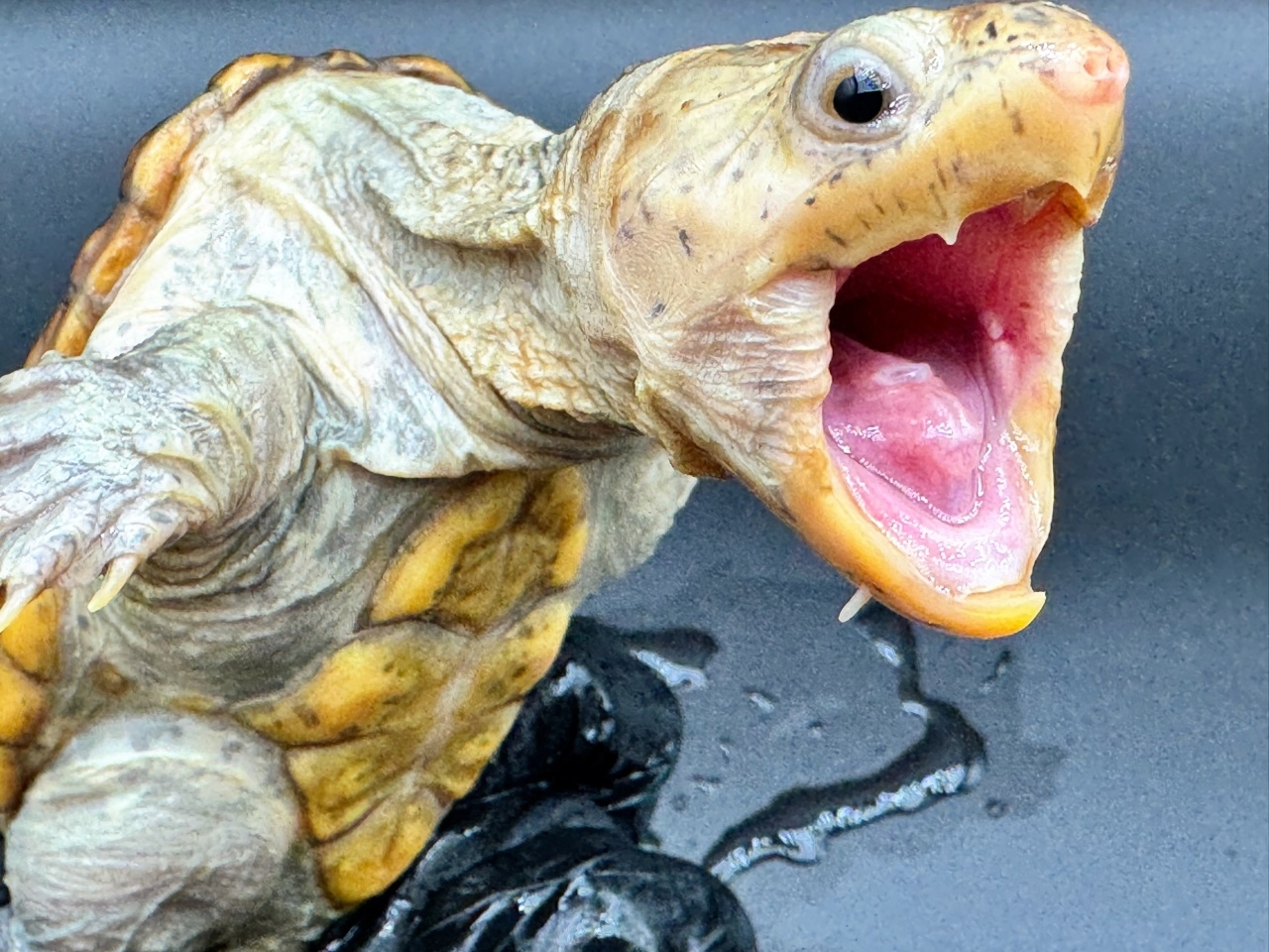 ハラガケガメ　Ｔ(3)