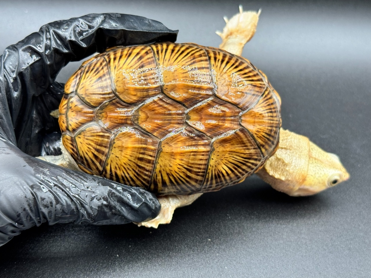 ハラガケガメ　Ｋ(1)