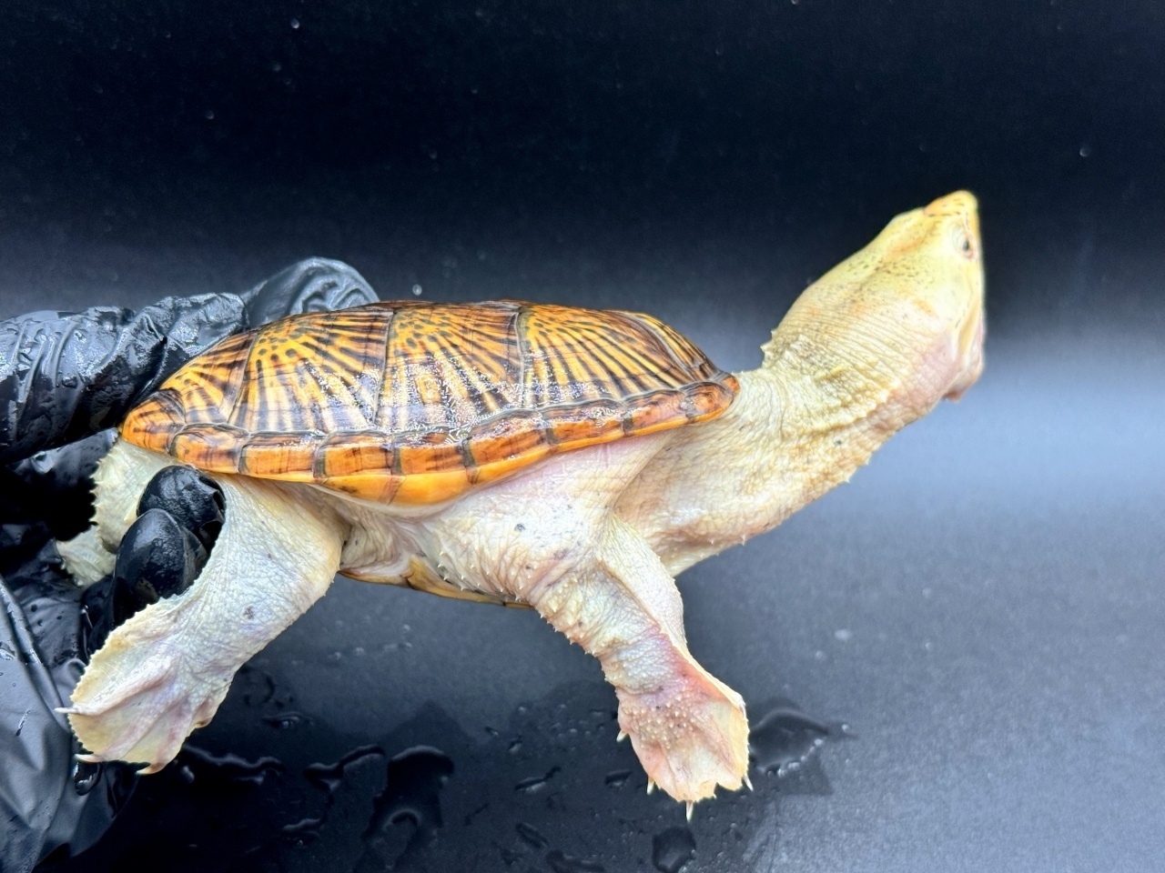 ハラガケガメ　Ｍ(2)