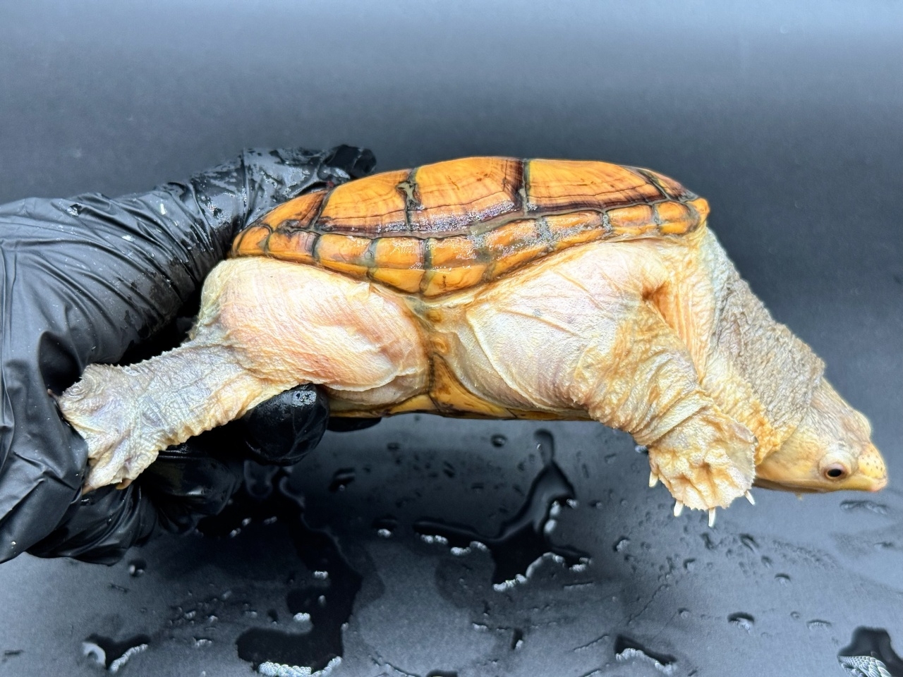 ハラガケガメ　Ｌ(2)