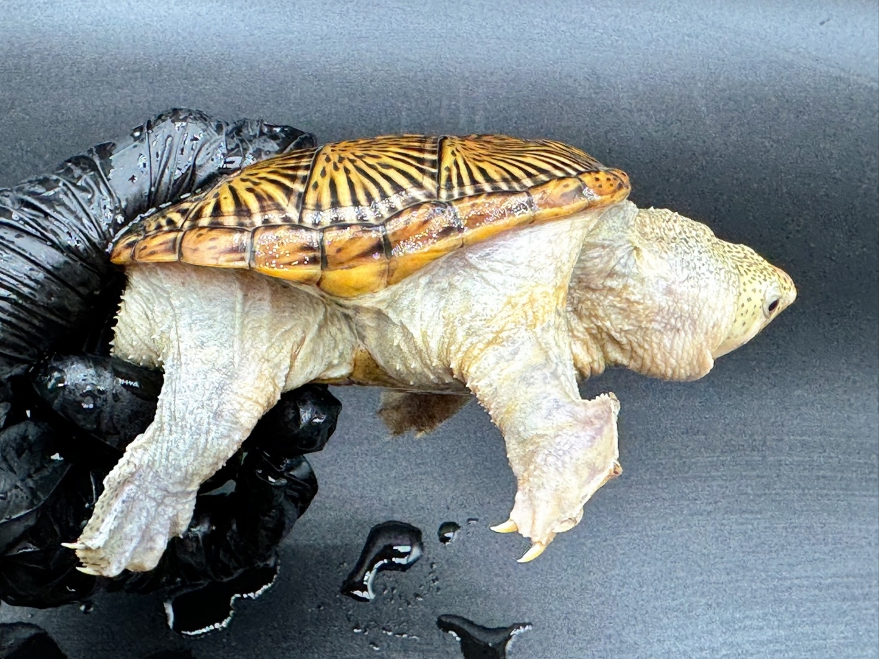 ハラガケガメ　Ｓ(2)