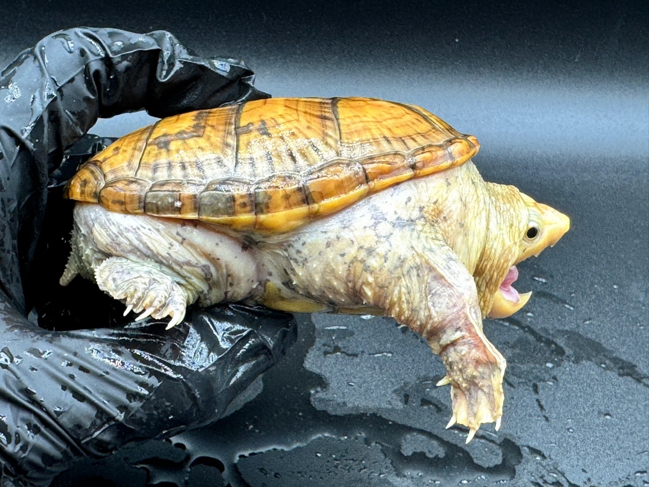 ハラガケガメ　Ｆ(2)