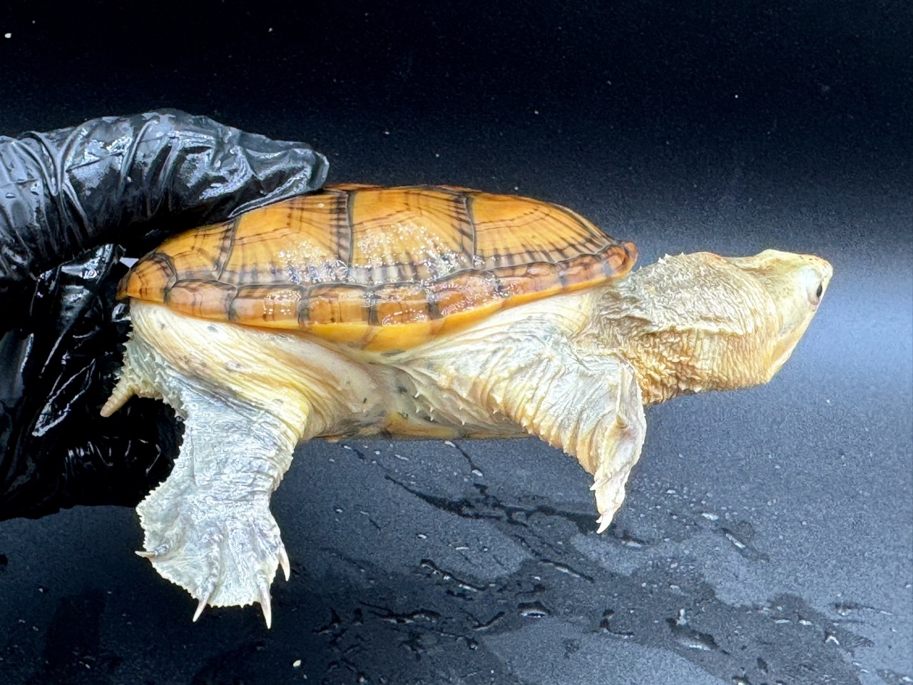 ハラガケガメ　Ｑ(2)