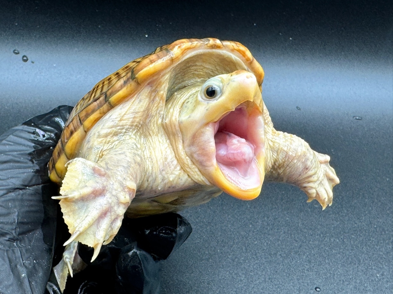 ハラガケガメ　Ｔ(3)