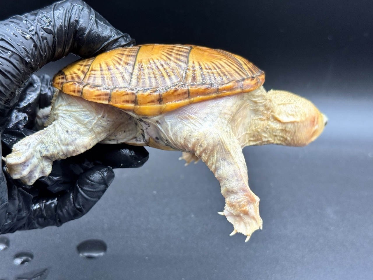 ハラガケガメ　Ｇ(2)