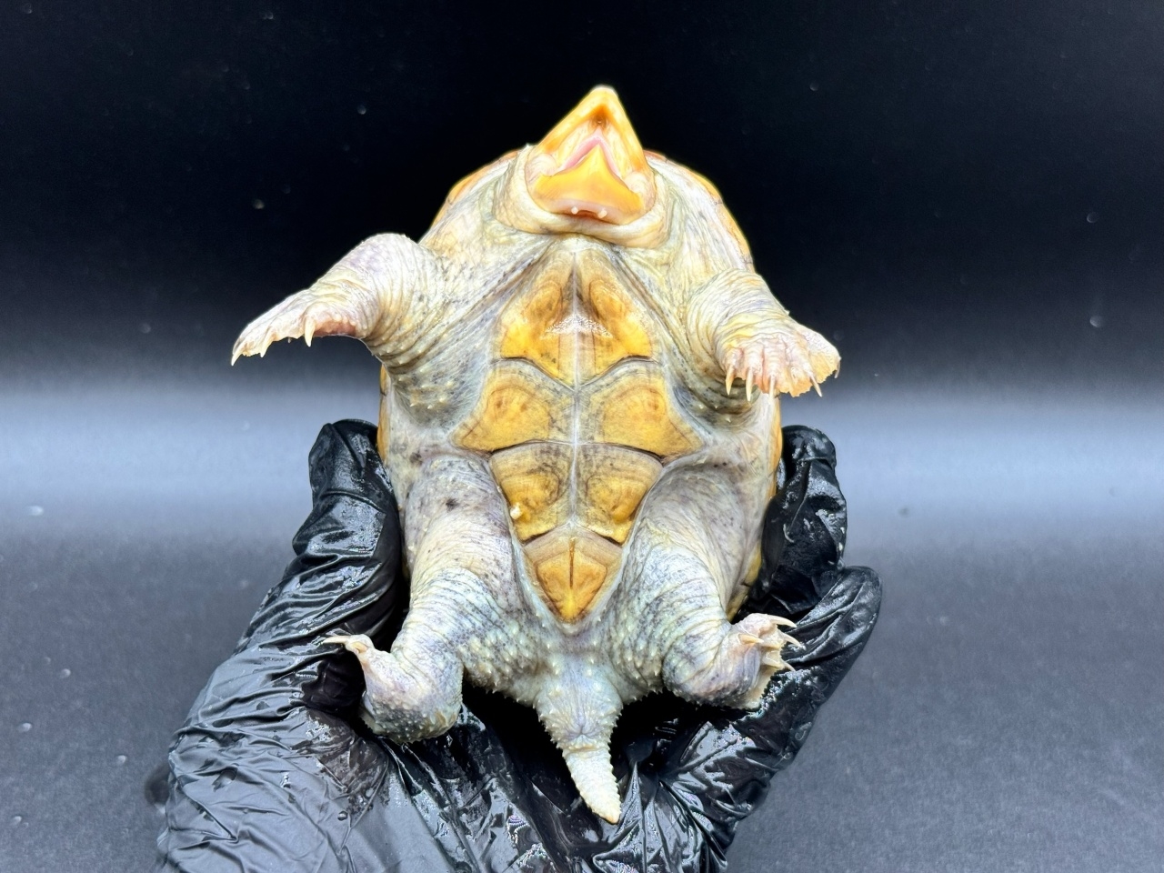 ハラガケガメ　Ｘ(4)