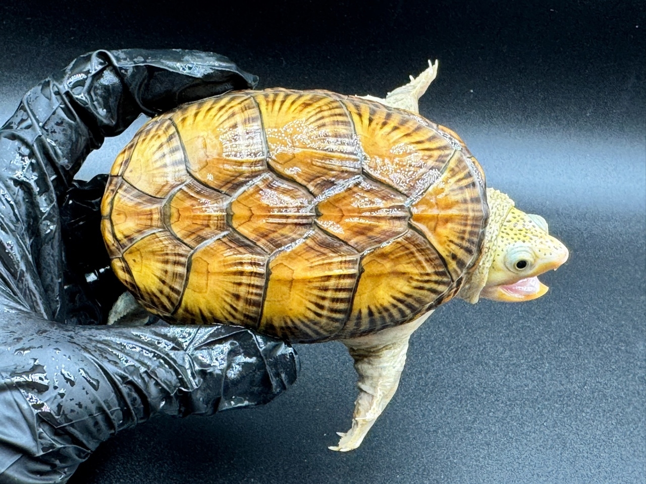 ハラガケガメ　Ｇ(1)